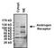 Androgen Receptor antibody, MA5-13426, Invitrogen Antibodies, Western Blot image 