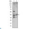Cystatin C antibody, LS-C812562, Lifespan Biosciences, Enzyme Linked Immunosorbent Assay image 