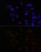 CREB2 antibody, GTX30070, GeneTex, Immunofluorescence image 