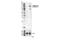 c-Kit antibody, 48347S, Cell Signaling Technology, Western Blot image 