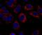 C-X-C Motif Chemokine Ligand 10 antibody, A00278, Boster Biological Technology, Immunocytochemistry image 
