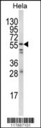SYN antibody, TA324974, Origene, Western Blot image 