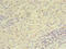 UTP23 Small Subunit Processome Component antibody, CSB-PA874796LA01HU, Cusabio, Immunohistochemistry frozen image 