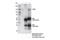 Histone lysine demethylase PHF8 antibody, 37377S, Cell Signaling Technology, Immunoprecipitation image 