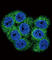 Discoidin Domain Receptor Tyrosine Kinase 1 antibody, abx033305, Abbexa, Western Blot image 