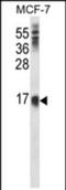 Lymphocyte antigen 6E antibody, PA5-71851, Invitrogen Antibodies, Western Blot image 