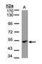 Ubiquinol-Cytochrome C Reductase Core Protein 1 antibody, PA5-21394, Invitrogen Antibodies, Western Blot image 