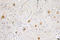 Heparin-binding growth factor 1 antibody, LS-C177262, Lifespan Biosciences, Immunohistochemistry paraffin image 