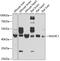NHL Repeat Containing E3 Ubiquitin Protein Ligase 1 antibody, GTX32750, GeneTex, Western Blot image 