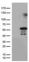 Pleckstrin homology-like domain family A member 1 antibody, TA810938, Origene, Western Blot image 