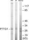 PTTG1 Regulator Of Sister Chromatid Separation, Securin antibody, EKC1666, Boster Biological Technology, Western Blot image 