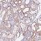 Uveal Autoantigen With Coiled-Coil Domains And Ankyrin Repeats antibody, HPA041412, Atlas Antibodies, Immunohistochemistry frozen image 