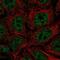 Serine Protease 22 antibody, NBP2-13817, Novus Biologicals, Immunocytochemistry image 