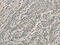 Ribonuclease A Family Member 3 antibody, CSB-PA934707, Cusabio, Immunohistochemistry frozen image 