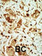 Protein Kinase AMP-Activated Non-Catalytic Subunit Gamma 3 antibody, 62-620, ProSci, Immunohistochemistry paraffin image 