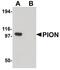 Gamma-Secretase Activating Protein antibody, PA5-21092, Invitrogen Antibodies, Western Blot image 