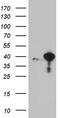 Replication factor C subunit 3 antibody, CF811944, Origene, Western Blot image 