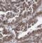 COP9 Signalosome Subunit 2 antibody, FNab01870, FineTest, Immunohistochemistry frozen image 