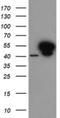Annexin A7 antibody, NBP2-45494, Novus Biologicals, Western Blot image 