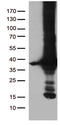 DnaJ Heat Shock Protein Family (Hsp40) Member C27 antibody, CF811069, Origene, Western Blot image 