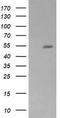 Zinc Finger And SCAN Domain Containing 21 antibody, CF506149, Origene, Western Blot image 