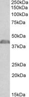 Neutrophil cytosol factor 1 antibody, EB10589, Everest Biotech, Western Blot image 