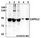 Calpain 12 antibody, A17322-1, Boster Biological Technology, Western Blot image 