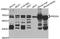 Proline Dehydrogenase 1 antibody, TA332947, Origene, Western Blot image 