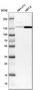 SWI/SNF Related, Matrix Associated, Actin Dependent Regulator Of Chromatin, Subfamily A, Member 5 antibody, HPA008751, Atlas Antibodies, Western Blot image 