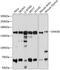 Pre-mRNA-splicing factor ATP-dependent RNA helicase PRP16 antibody, 19-349, ProSci, Western Blot image 