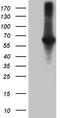 GRK1 antibody, TA811857, Origene, Western Blot image 