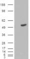 BLNK antibody, orb18354, Biorbyt, Western Blot image 