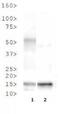Histone H3 antibody, NB21-1273, Novus Biologicals, Western Blot image 