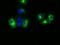 SIL1 Nucleotide Exchange Factor antibody, MA5-25071, Invitrogen Antibodies, Immunocytochemistry image 