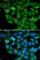 Zinc phosphodiesterase ELAC protein 2 antibody, A7128, ABclonal Technology, Immunofluorescence image 