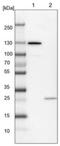 Calsyntenin-1 antibody, NBP1-85706, Novus Biologicals, Western Blot image 