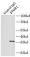 Prostaglandin reductase 1 antibody, FNab06919, FineTest, Immunoprecipitation image 