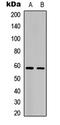 OBCAM antibody, LS-C358822, Lifespan Biosciences, Western Blot image 
