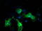 Protein Kinase C Epsilon antibody, TA502438, Origene, Immunofluorescence image 