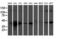 Tropomodulin 1 antibody, LS-C173114, Lifespan Biosciences, Western Blot image 