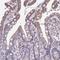 Centrosomal Protein 63 antibody, NBP2-31706, Novus Biologicals, Immunohistochemistry paraffin image 