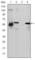 ATP Binding Cassette Subfamily G Member 2 (Junior Blood Group) antibody, abx015756, Abbexa, Western Blot image 