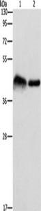 Cysteine-rich with EGF-like domain protein 1 antibody, TA351100, Origene, Western Blot image 