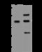 TBC1 Domain Family Member 2 antibody, 204304-T32, Sino Biological, Western Blot image 