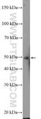 Zic Family Member 3 antibody, 21717-1-AP, Proteintech Group, Western Blot image 