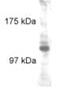 Kinesin Family Member 5B antibody, ab5629, Abcam, Western Blot image 