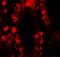 STAT3 antibody, 7197, ProSci Inc, Immunofluorescence image 