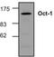 POU domain, class 2, transcription factor 1 antibody, TA318901, Origene, Western Blot image 