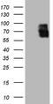 Alkaline Phosphatase, Biomineralization Associated antibody, TA809117, Origene, Western Blot image 