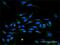 Interferon Alpha 17 antibody, H00003451-D01P, Novus Biologicals, Immunofluorescence image 